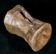 Ornithischian Dinosaur Caudal Vertebrae - Montana #12369-3